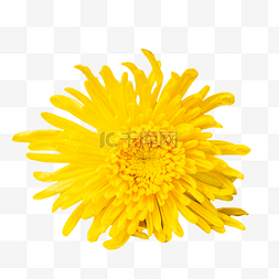 摄影黄色图片_黄色菊花花朵