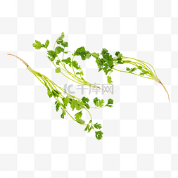 花菜叶图片_新鲜蔬菜绿色香菜