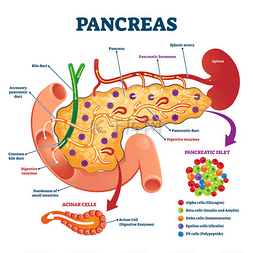 胰腺解剖横断面模型，矢量图解医