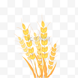 农业小麦麦穗