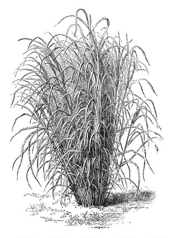 手绘卡通线条画图片_甘蔗 Aegyptiacum 和树枝的图片长12英