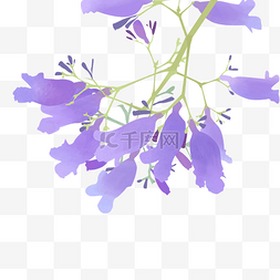 手绘花手绘花簇图片_植物蓝花楹花朵