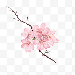 樱桃树图片_粉色水彩樱花超美花朵