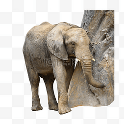 非洲象图片_厚皮动物大象亚洲象哺乳动物