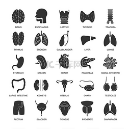 呼吸系统图标图片_内部器官字形图标设置。呼吸系统