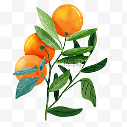橘子水彩风格水果在树枝上