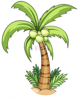 椰子树叶图片_椰子树