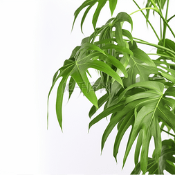植物装饰龟背竹叶子简约元素