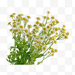 小清新花盆图片_洋甘菊植物摆设水养鲜花