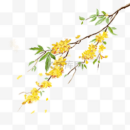 春天黄色花朵图片_春天春季迎春花植物花朵鲜花