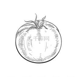 番茄隔离素描图标矢量浆果蔬菜番