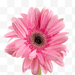 唯美鲜花粉色弗朗菊