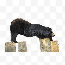 地板收口图片_摄影图动物园动物美洲黑熊