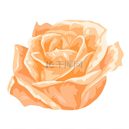 玫瑰花图片_盛开的玫瑰花的插图。