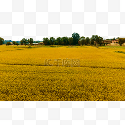 麦田麦地