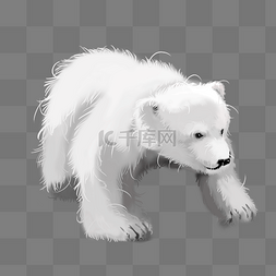 北极熊寒冷动物