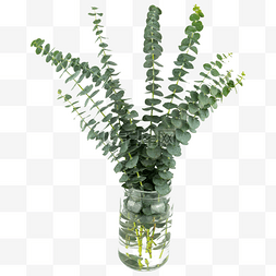 花瓶绿植尤加利装饰