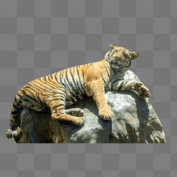 老虎图片_躺在石头上的东北虎