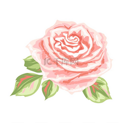 装饰性的粉红色玫瑰美丽逼真的花