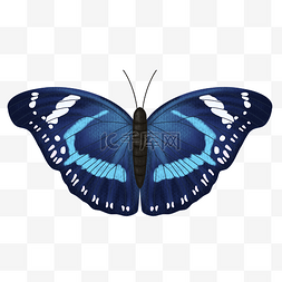 美丽的蓝色蝴蝶