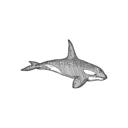 眼镜大白鲨图片_黑色鲨鱼巨型海洋虎鲸孤立的单色