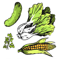 绿白色海报图片_随意摆放的蔬菜彩色插图玉米棒绿