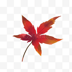 红色叶子秋天图片_秋天秋季红色枫叶植物树叶叶子
