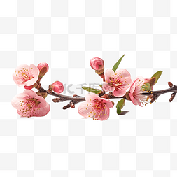 花卉摄影樱花桃花春天春季设计素