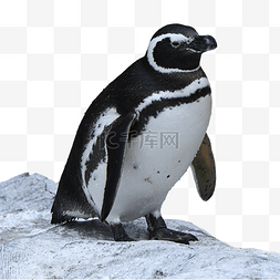 自然石头野生动物企鹅