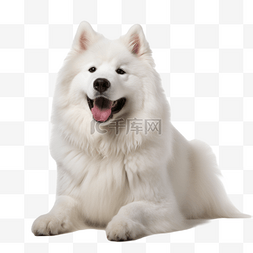 摄影作品边框图片_萨摩耶狗犬类动物白色摄影