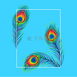 孔雀羽毛框架彩色手绘异国鸟类羽