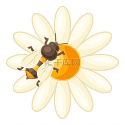 甘菊图片_蜜蜂在甘菊花上的插图。商业、食