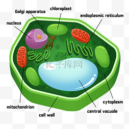 卡通细胞核图片_植物细胞卡通绿色