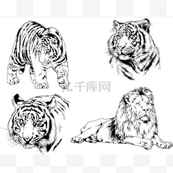 手绘手写卡通图片_矢量绘图不同的捕食者, 老虎狮子