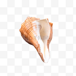 海洋动物沙滩海螺