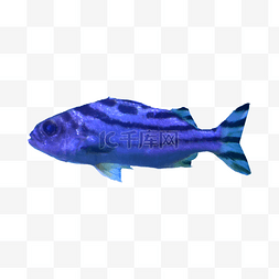 自然水生海底鱼