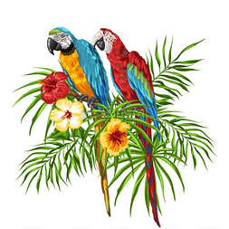 金刚鹦鹉的插图热带珍禽棕榈叶和