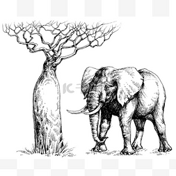 非洲大象和猴面包树