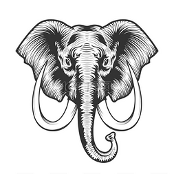 大象头图. 