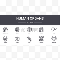 人体dna图片_人体器官概念线图标设置。包含可