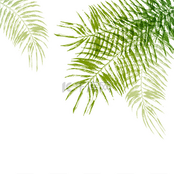 手工绘制的棕榈树上的叶子