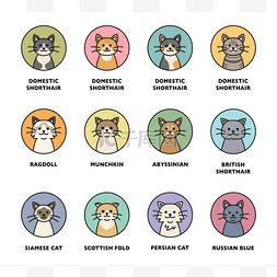 可爱的猫品种图标集。可爱的猫脸