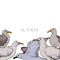 黑白手绘卡通边框图片_矢量天空鸟海鸥在野生动物隔离。