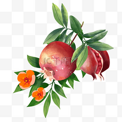 红色水彩叶子图片_石榴水果水彩风格茂盛的叶子