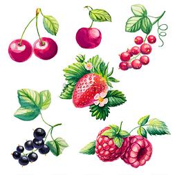 浆果水彩图片_莓果集