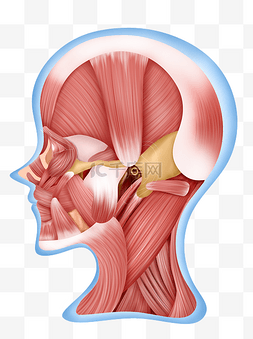 人体脑部图片_人体医疗组织器官脑部肌肉侧面结