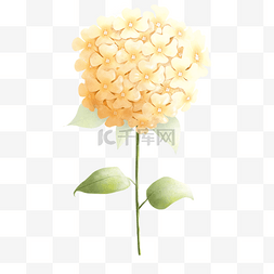 水彩黄色绣球花