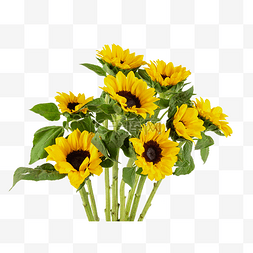 花束太阳花