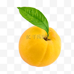 黄桃成熟果肉果实黄色