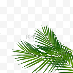 棕桐树图片_棕榈叶户外颜色绿色